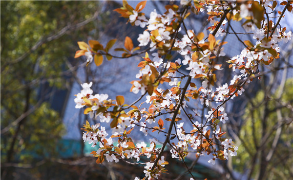 春暖花開，等你歸來——邀你云賞南新春景，以慰思念